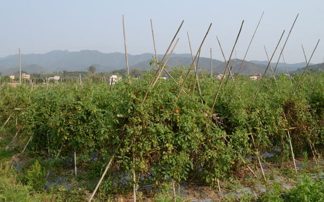 广东中山西红柿种植基地