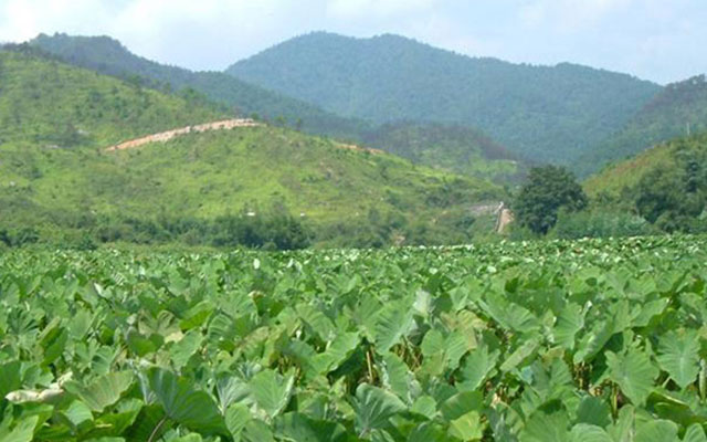 广西荔浦芋头种植基地